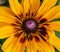 Close up of the center of Sunflower or Helianthus