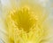 Close up of center of tropical dragonfruit flower blossom