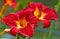 Close up center of two red daylillys in rain storm.