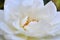 Close up of the center of a white iceberg rose