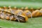 Close up of centipede on green leaf