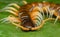 Close up of centipede on green leaf