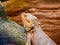 Close-up of a central bearded dragon perched on a tree