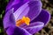 A close up of the centre of a crocus flower in bloom