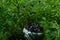 A close up of ceramic bowl with ripe bilberries (Vaccinium myrtillus) among a bilberry bushes in the forest, selective