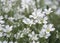 Close-up of Cerastium arvense or field chickweed