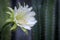 Close up cereus cactus flower blooming in garden