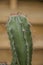 Close up of cereus cactus with its unpleasantly sharp pricks