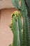 Close up Cereus jamacaru cactus branches with green, unripened fruit
