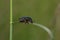 Close-up of Cetonia aurata beetle in natural environment