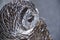 Close up of a Chaco Owl Strix chacoensis