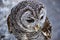 Close up of a Chaco Owl Strix chacoensis