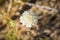 Close up of Chaenactis fremontii (Fremont\'s pincushion or Desert pincushion) wildflower, Anza Borrego Desert State Park,