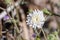 Close up of Chaenactis fremontii Fremont`s pincushion or Desert pincushion wildflower, Anza Borrego Desert State Park,