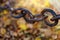 Close up of chain link on blurred background. Conceptual modern symbol