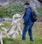 Close up of chained white wild sled dogs greeting inuit owner  in Sisimiut, Greenland