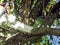 Close-up of a chainsaw sawing a branch of a fruit tree, and sawdust flying around. Beautiful background with copy space, works on