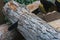 Close-up of chainsaw sawing a large log, harvesting firewood