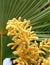 Close-up of Chamaerops palm flowers