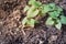 Close up chameleon bush cultivated on raised bed garden with thick organic matter layer near Dallas, Texas, USA