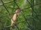 Close up Chameleon perched on Wire cage a green nature background.