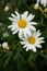 The close-up of chamomile, common daisy with dark green background.