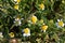 Close-up of Chamomile Daisies, Nature, Macro