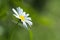 Close up of chamomile flower