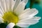 Close-up of a Chamomile flower. Daisy Close up. Symbol of Beauty and Spring