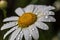 Close-up of a chamomile flower with dew drops. Generative AI