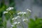 Close up of Chamomile gardenfield a little yellowish white flowers commonly called German chamomile daisy.