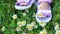 Close-up, on a chamomile meadow, on the grass, there are children`s feet in pink sandals