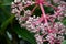 Close up Chandelier Tree, Medinilla cummingii Melastomataceae