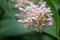 Close up Chandelier Tree, Medinilla cummingii Melastomataceae