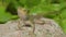 Close up a changeable lizard or oriental garden lizard rest and sit on rocky stone in Malaysia