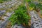 Close up of a chard growing in a strawberry field plantation