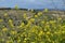 Close-up of Charlock Mustard in Bloom, Sinapis Arvensis, Sicilian Landscape, Nature