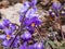 Close up of charming, five-petalled purple flowers with prominent yellow anthers of rosette-forming plant Pyrenean-violet or