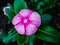 Close-up of a charming pink flower.