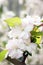 Close-up of charming white begonia flower.