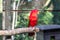 A close-up Chattering lory parrot sits in an aviary in Kuala Lumpur Bird Park