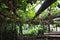 Close up of Chayote plant leaves farm in garden with bokeh background