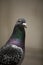 Close up checker color of male homing pigeon