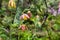 Close up of Checker lily Fritillaria affinis wildlflower blooming in a forest in San Francisco bay area, California