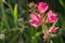 Close up of Checkerbloom Sidalcea malviflora wildflowers, California