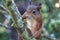 Close up of a Cheeky Faced Red Squirrel on a Branch
