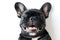 Close-up of a cheerful black French Bulldog smiling with eyes closed