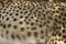 Close-up of Cheetah in animal facility of Nairobi, Kenya, Africa at the KWS Kenya Wildlife Service