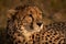 Close-up of cheetah bathed in golden light