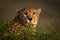 Close-up of cheetah with catchlights in bushes